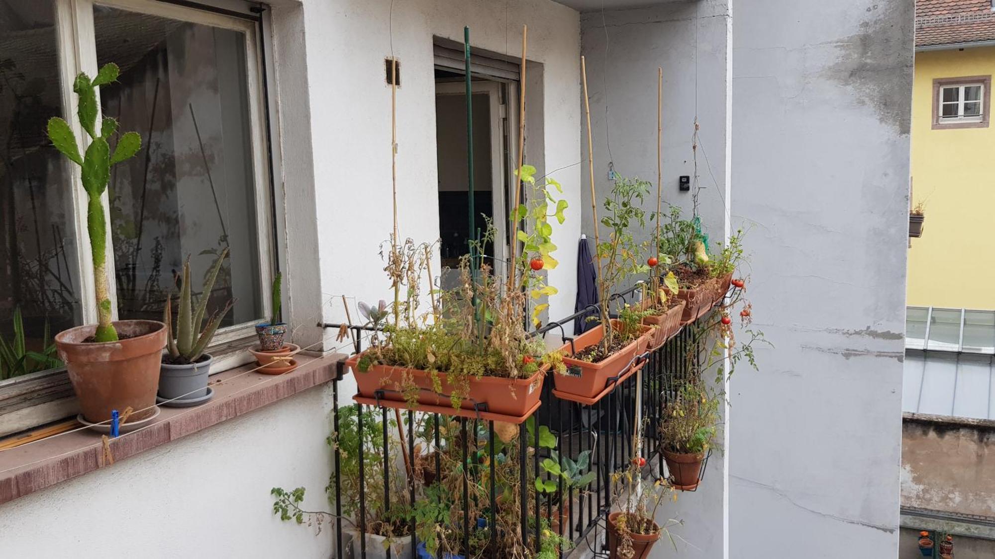 Apartamento La Puisatiere 80 M2 Estrasburgo Exterior foto
